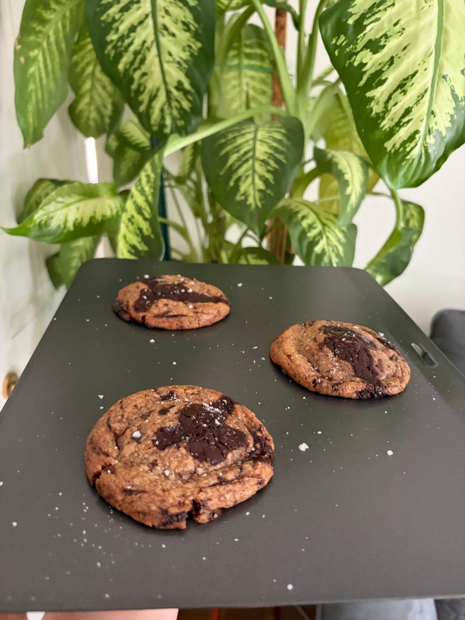 Chocolate chip cookie